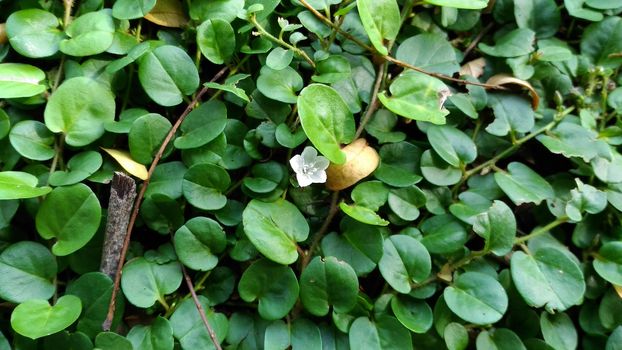 Evolvulus nummularius - groundcover plant