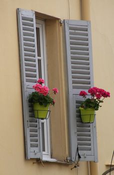 Pink geraniums in green pots on light blue shutters on beige brick wall in menton, France