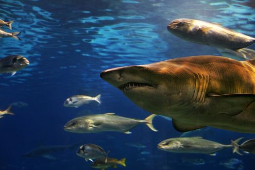 A grey shark swimming underwater. Sunbeams are shining down through the water