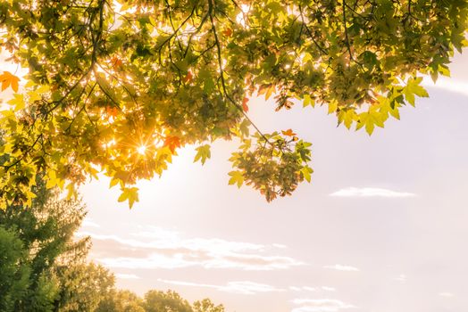 Lovely autumn image with warm sun rays enlightening   branches of trees loaded with colorful leaves. Great as background or frame for fall concepts.