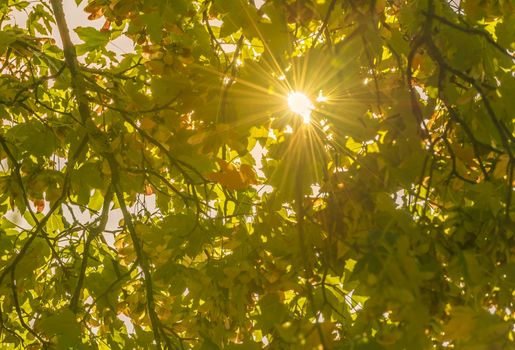 Gorgeous, shining sun  getting its rays through fall colored leaves. Perfect image as a background for an autumn concept.