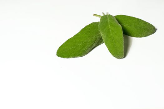 three leaves of sage in a white background