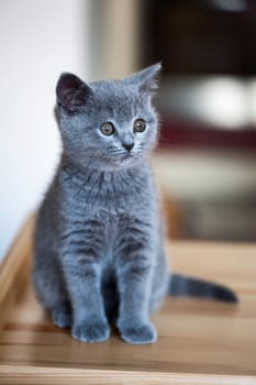 Adorable little british kitten posing at home