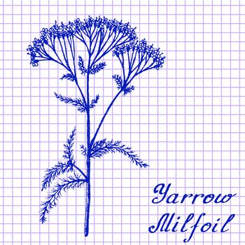 Yarrow Achillea millefolium . Botanical drawing on exercise book background. Vector illustration. Medical herbs