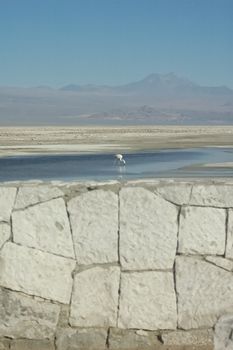 Andean flamingo in the Desert of Atacama