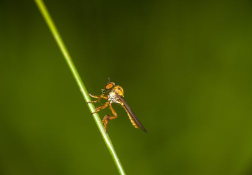 compound eyes of a robberr fly in focus