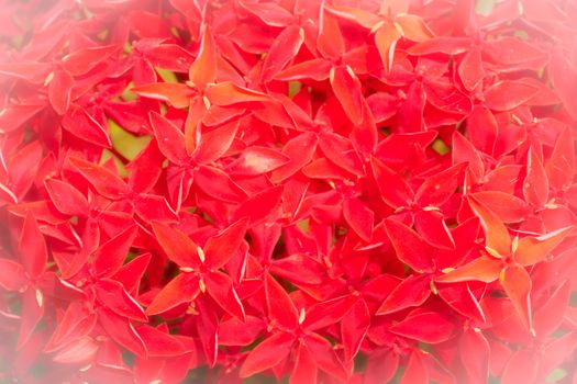 background red  ixora flower