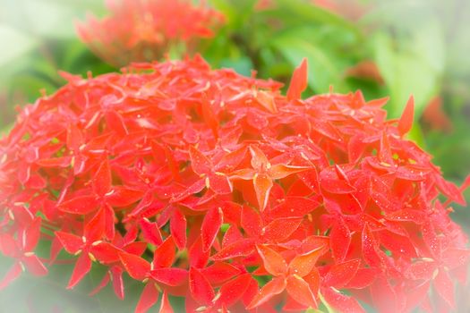 background red  ixora flower