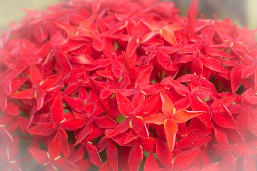 background red  ixora flower