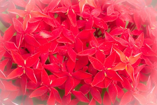 background red  ixora flower