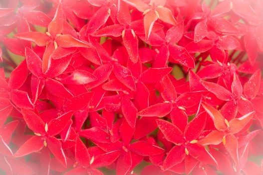 background red  ixora flower