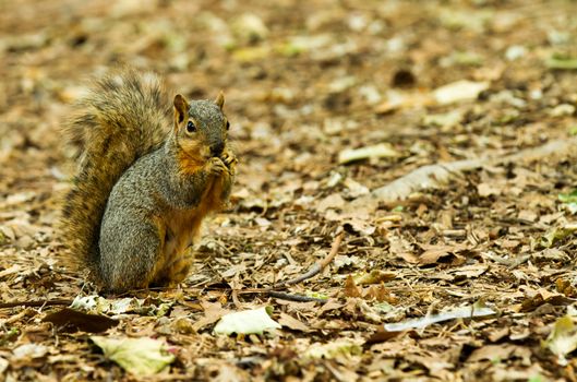 Squirell eating something while fall is in the air