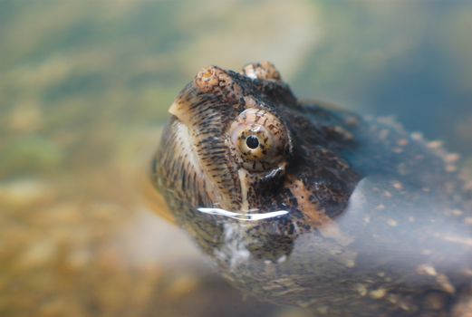 head of a brown turtle out of water macro close-up view