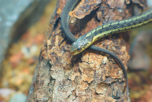 little snake, gray grass-snake on a tree