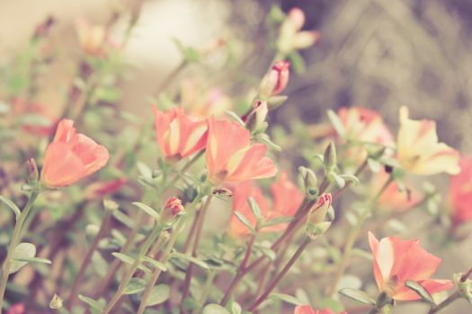 Small flower garden in beautiful bright colors ,vintage background