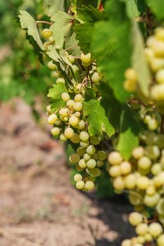 Large bunch of white wine grapes hang from a vine. Ripe grapes with green leaves. Wine concept.