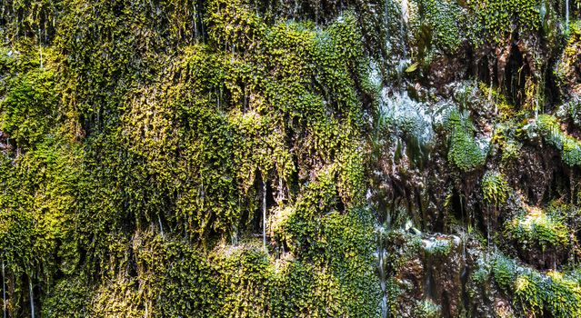 Wallpaper, view of a green plant covering waterfall, soaked with water, dripping. Horizontal image.