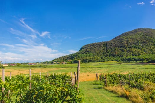 rural landscape of grape field in the Alps