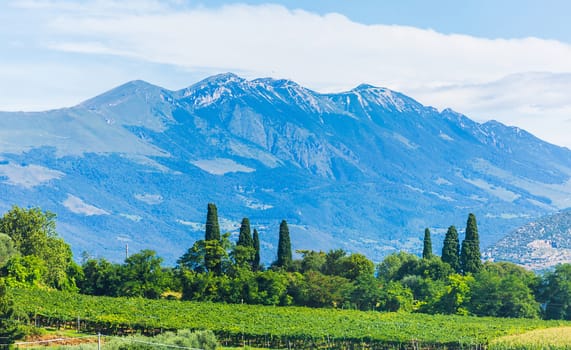 rural landscape of grape field in the Alps