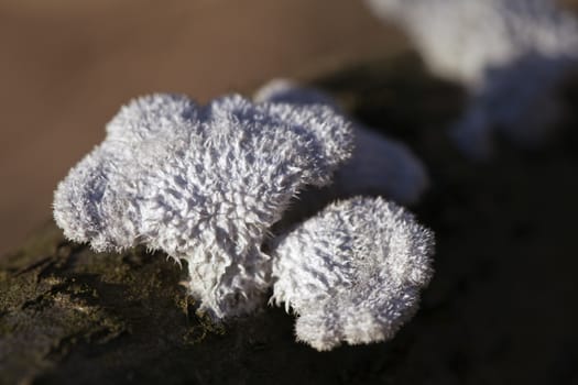 Lichen growing on a dead tree, macro shot