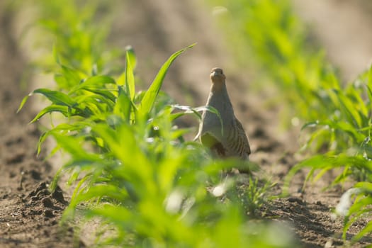 agricultural field, nature and agriculture farming series
