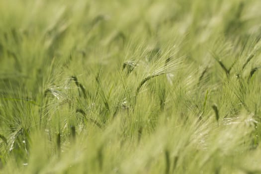 agricultural field, nature and agriculture farming series
