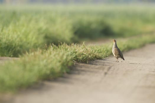 agricultural field, nature and agriculture farming series