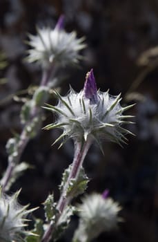 Thistle flower against blurred green background, close-up