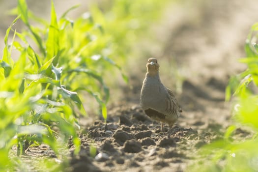wild bird in natural habitat, nature series