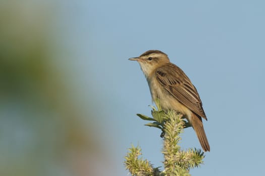 wild bird in natural habitat, nature series
