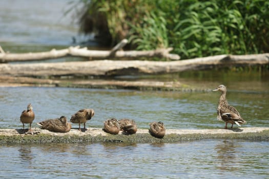 many birds in their natural habitat, nature series