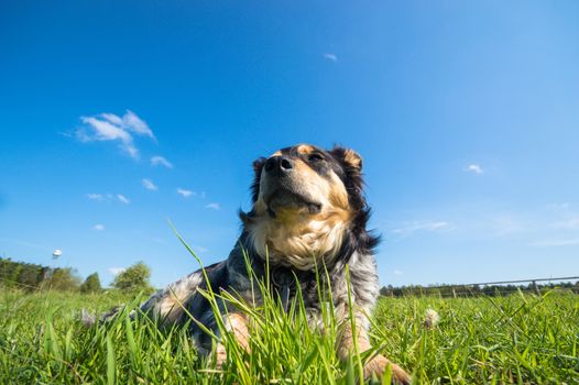 funny dog in sunny day, animals series