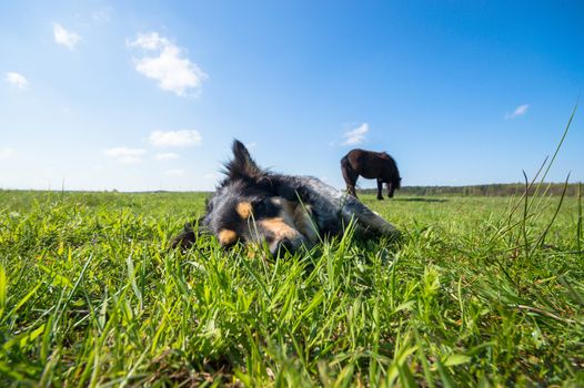 funny dog in sunny day, animals series