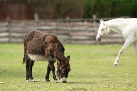 donkey in a field  in sunny day, nature series