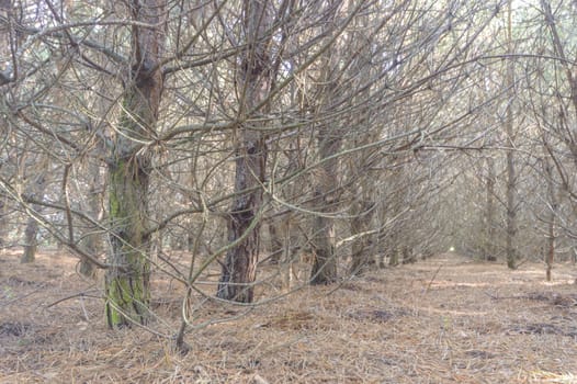 landscape of young grey forest with green trees, nature series