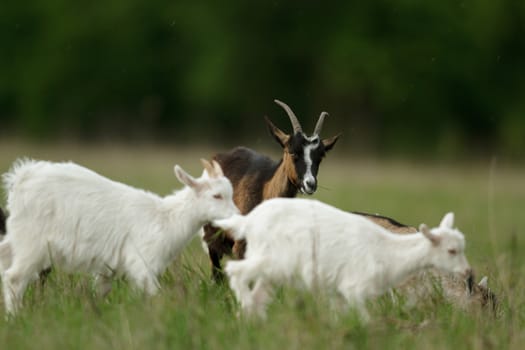 goat on summer pasture, nature series