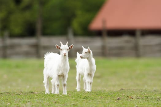 goat on summer pasture, nature series