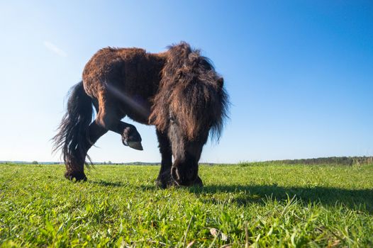 horse in a field, farm animals, nature series