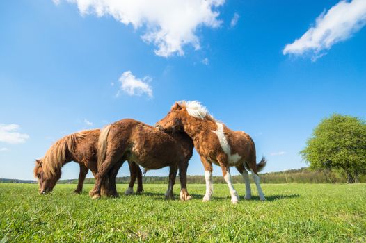 horse in a field, farm animals, nature series