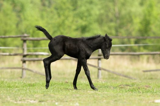horse in a field, farm animals, nature series