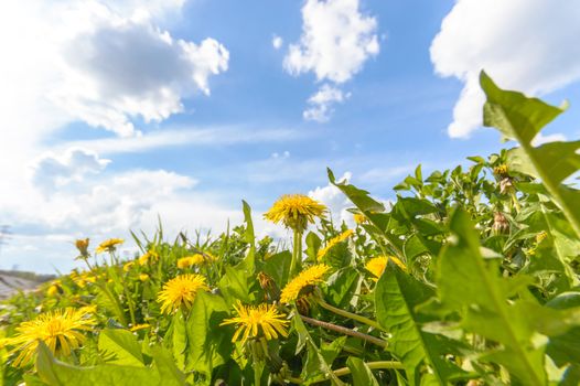 natural green colorful rural meadow, nature series