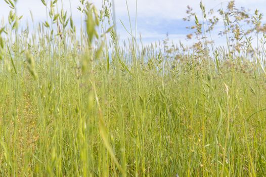 natural green colorful rural meadow, nature series