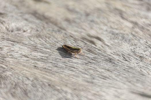 close up grasshopper (Chorthippus albomarginatus) on wood.
