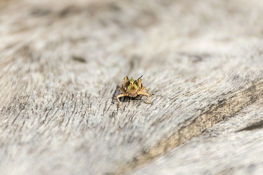 close up grasshopper (Chorthippus albomarginatus) on wood.