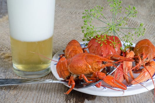 Freshwater crayfish boiled with dill and a light beer. On the burlap and gray wooden background.