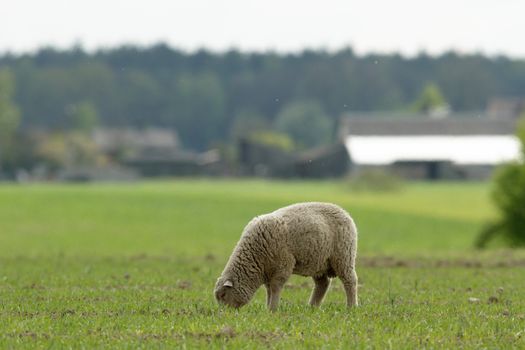 sheep on grass with blue sky, some looking at the camera