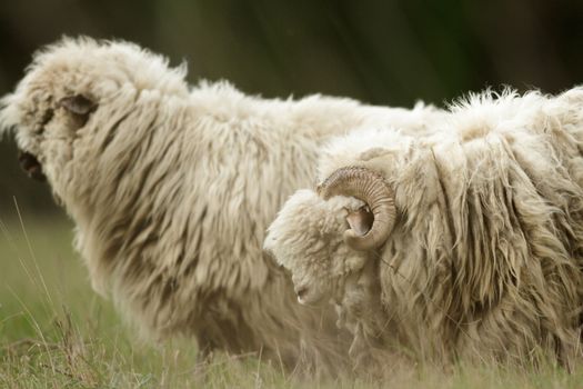 sheep on grass with blue sky, some looking at the camera