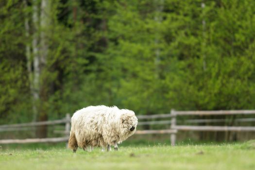 sheep on grass with blue sky, some looking at the camera