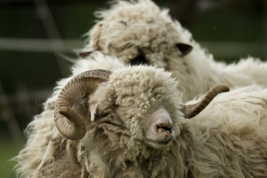 sheep on grass with blue sky, some looking at the camera