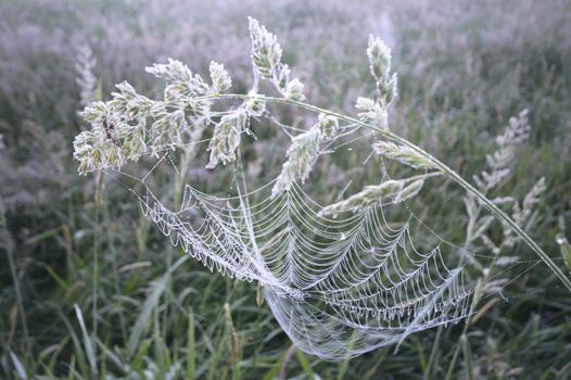 spider web with colorful background, nature series